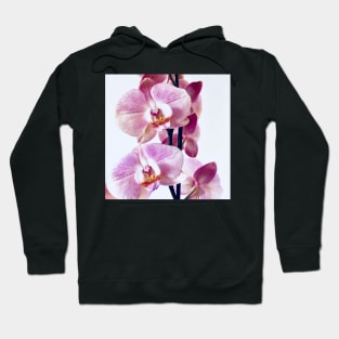 Pink orchid flower blossom, flower photography. Hoodie